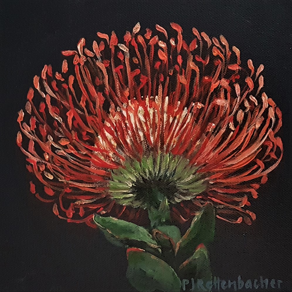 Protea 2